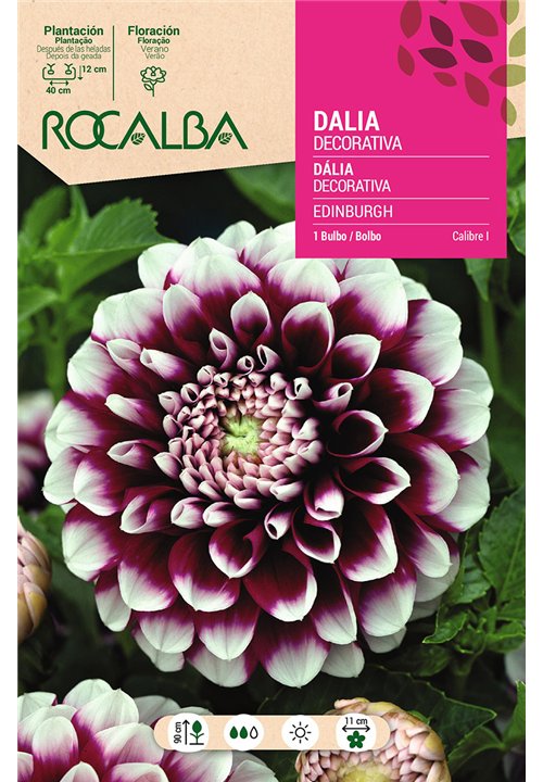 EDINBURGH -VIOLETA, PUNTAS BLANCAS