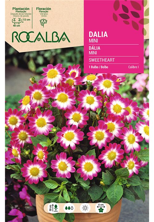 SWEETHEART -LILA, CENTRO BLANCO