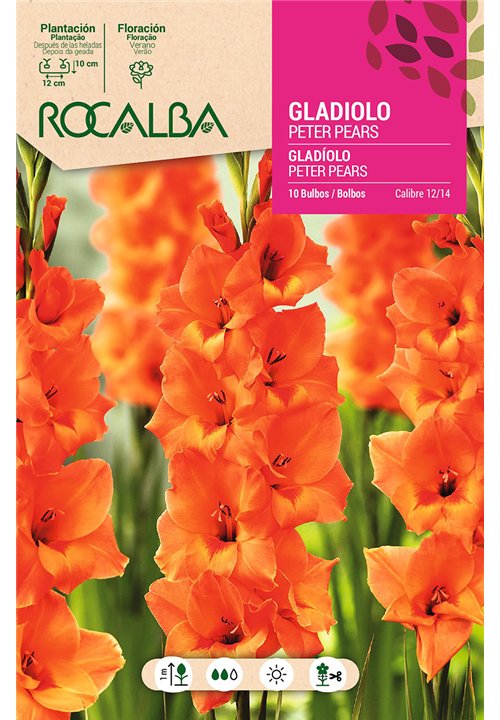 PETER PEARS -SALMON ANARANJADO