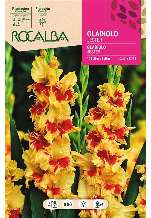 JESTER -AMARILLO, CENTRO CARMIN