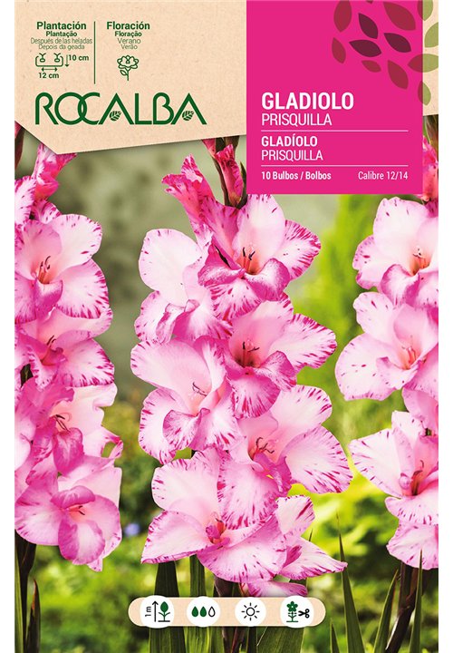 PRISQUILLA -BLANCO CREMA, ESTRIADO ROJO