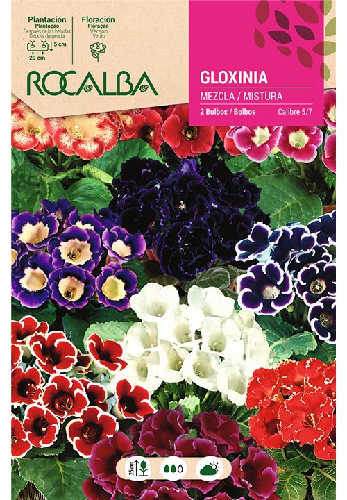 GLOXINIAS -MEZCLA DE COLORES