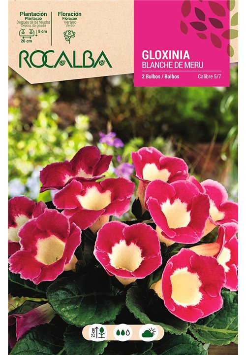 BLANCHE DE MERU -ROSA, ENTRO CREMA