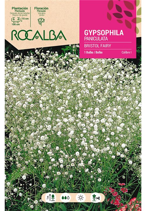 BRISTOL FAIRY (PANICULATA) -BLANCA