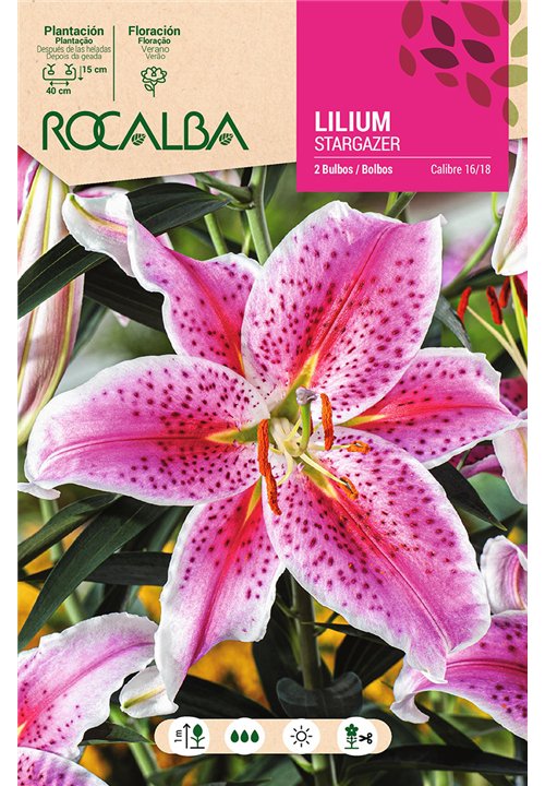 STARGAZER -ROSA, BORDE BLANCO