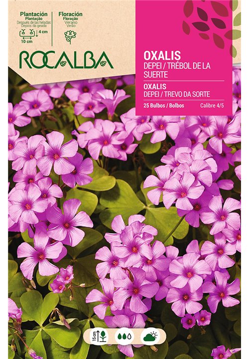 OXALIS DEPPEI -ROSA