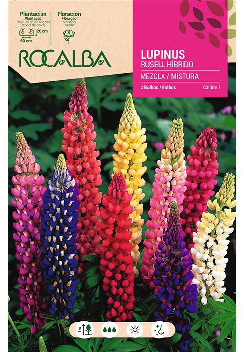 LUPINUS RUSSELL HIB. -MEZCLA DE COLORES