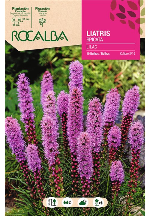 LIATRIS SPICATA LILAC -LILA