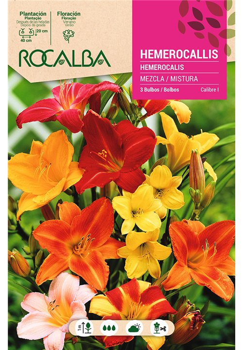 HEMEROCALIS -MEZCLA DE COLORES