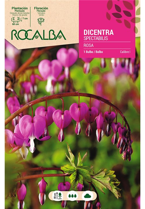 DICENTRA SPECTABILIS -ROSA