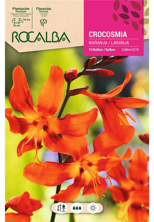 CROCOSMIA -NARANJA