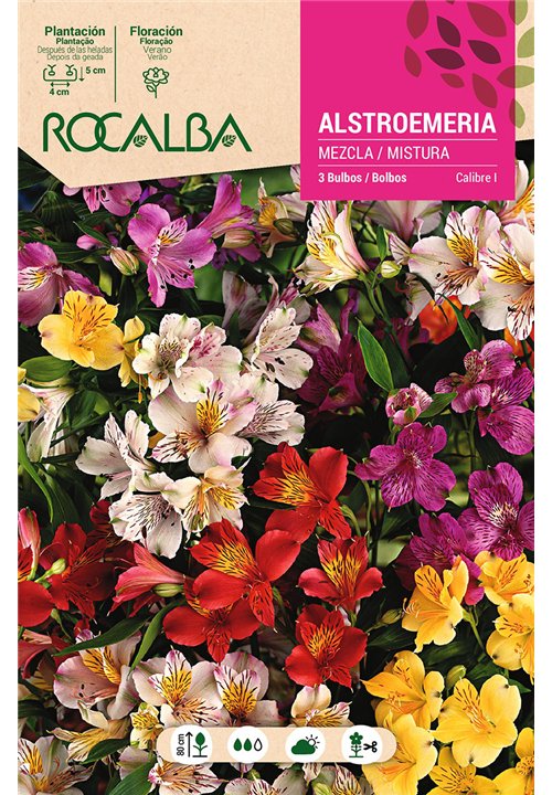 ALSTROEMERIA -MEZCLA DE COLORES