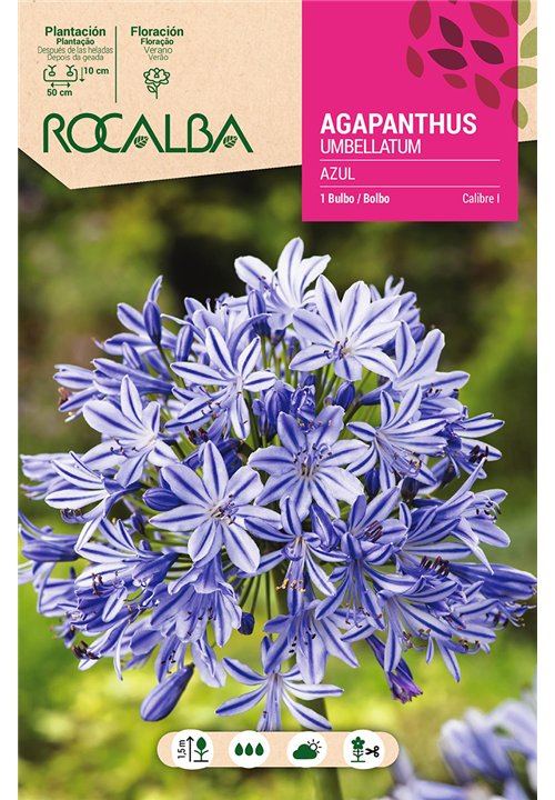 AGAPANTHUS UMBEL LATUM -AZUL