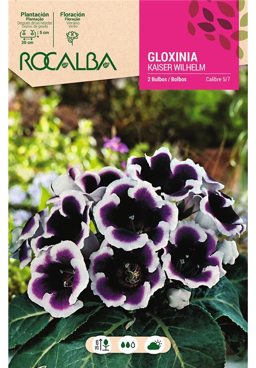 KAISER WILHELM -AZUL, BORDE BLANCO