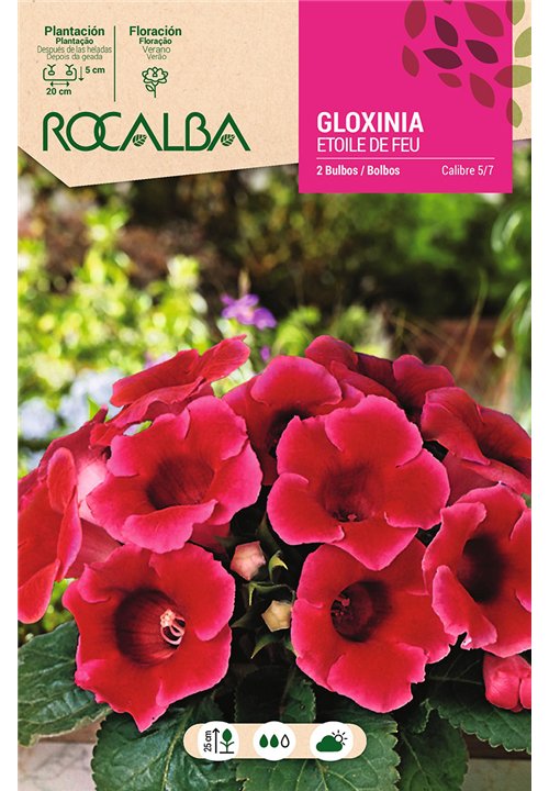 ETOILE DE FEU -ESCARLATA