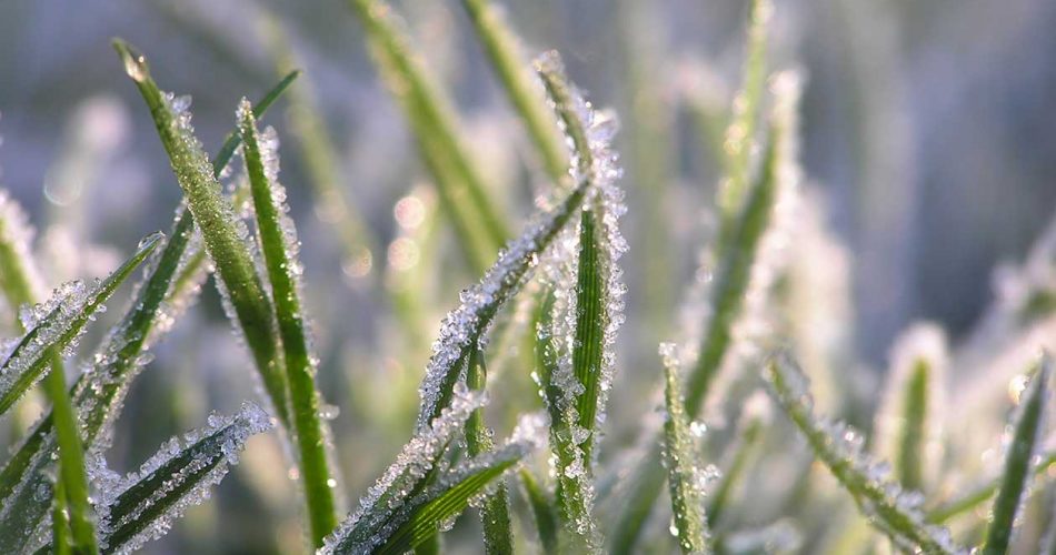 El-mantenimiento-del-cesped-en-invierno