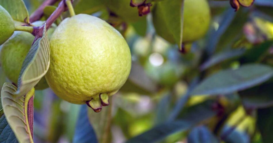 Guayaba de frutas tropicales maduras en el árbol de guayaba. Psidium guajava