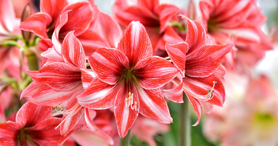 amaryllis-un-bulbo-muy-especial