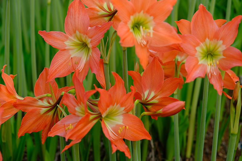 Amaryllis, un bulbo muy especial – El Blog de Rocalba