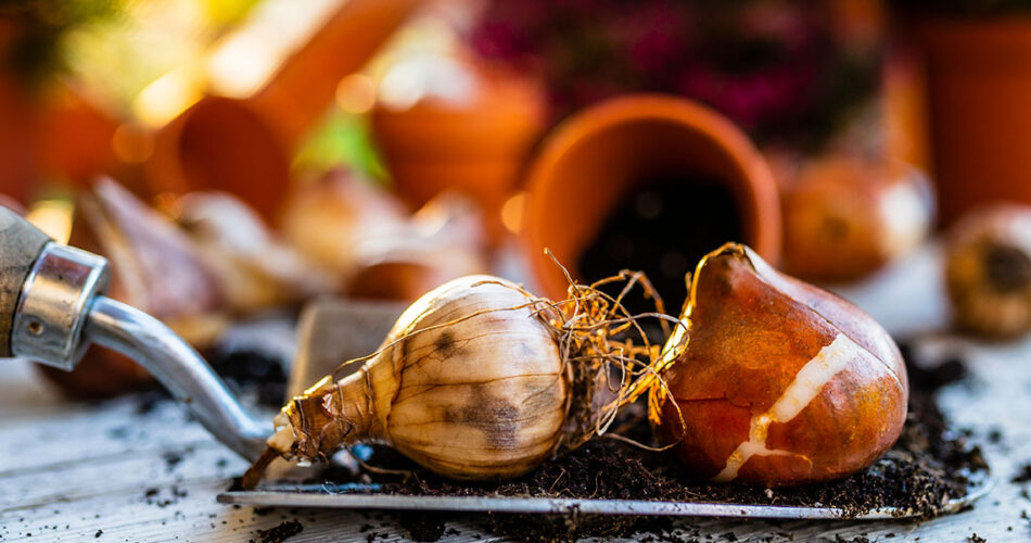 guardar bulbos de otoño