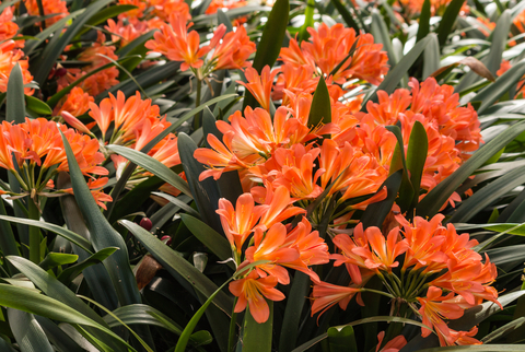 Plantas tropicales para darle alegría al verano – El Blog de Rocalba