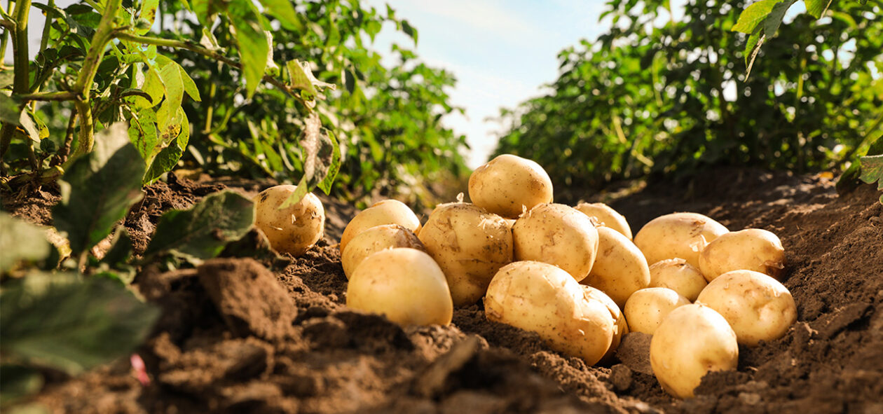 Como Conservar las patatas del huerto más tiempo