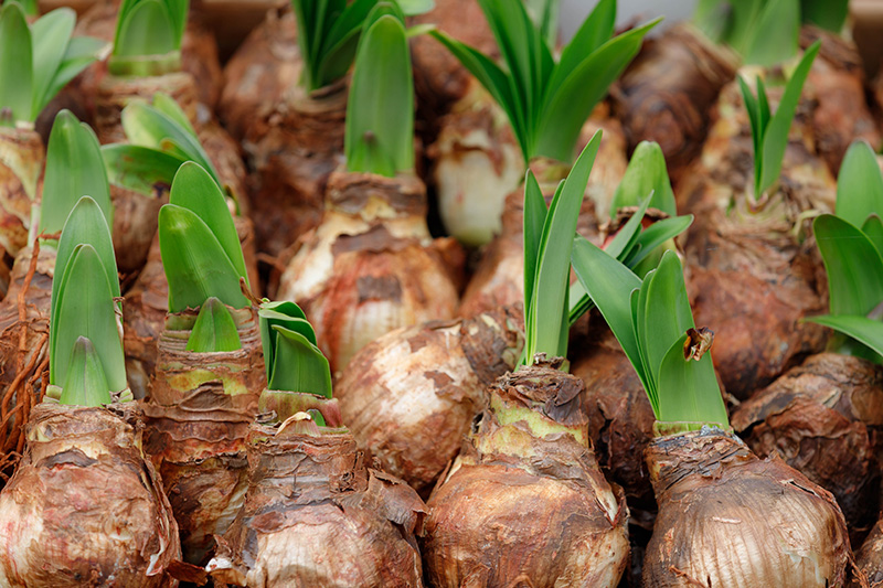 Amaryllis, un bulbo muy especial – El Blog de Rocalba