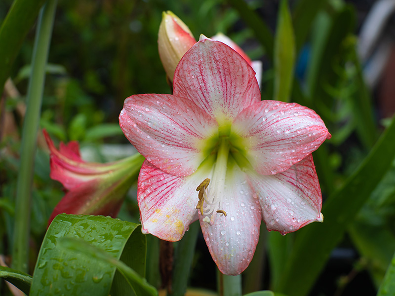 Amaryllis, un bulbo muy especial – El Blog de Rocalba