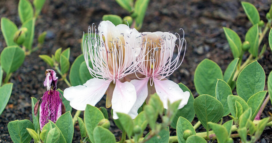 cultivar-alcaparras-en-el-huerto