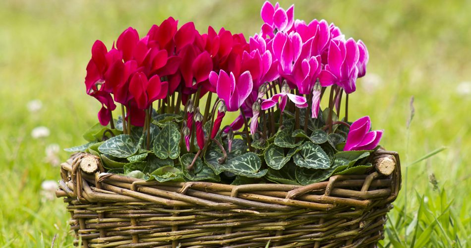 cyclamen-balcones-en-flor-invierno-home