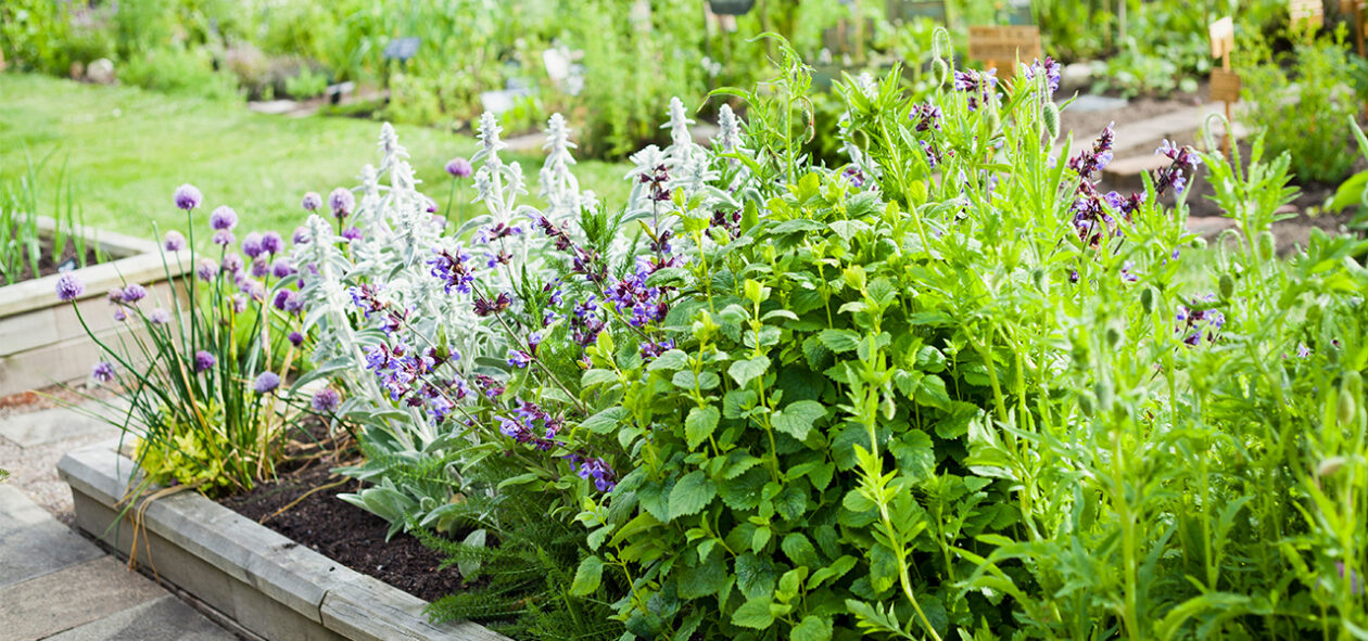 Plantas Aromáticas Exterior