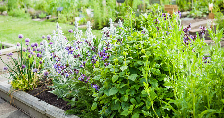 Predecir moral Alienación Las aromáticas más decorativas para el jardín – El Blog de Rocalba