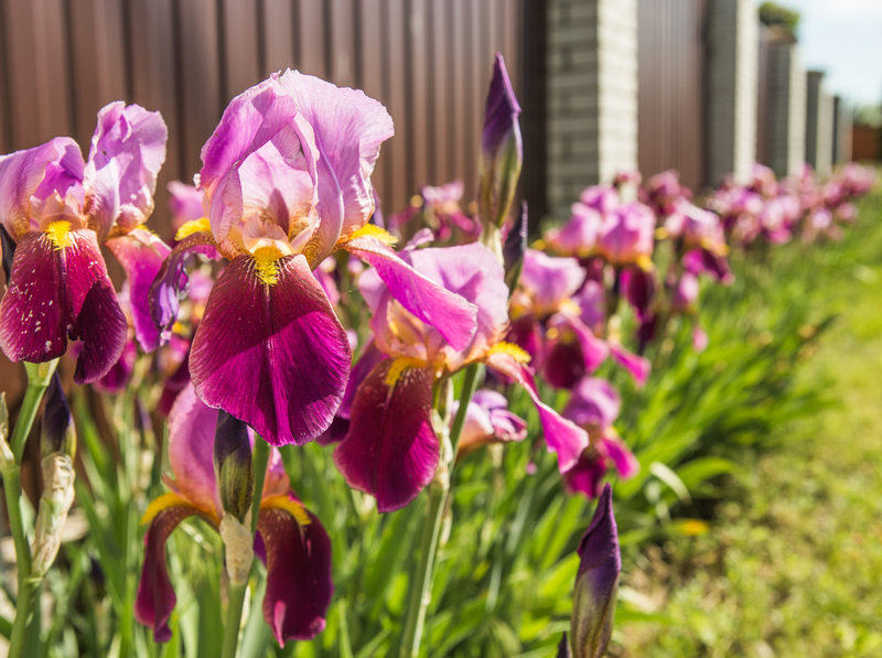 El lirio, una flor estilizada para inundar nuestros balcones – El Blog de  Rocalba