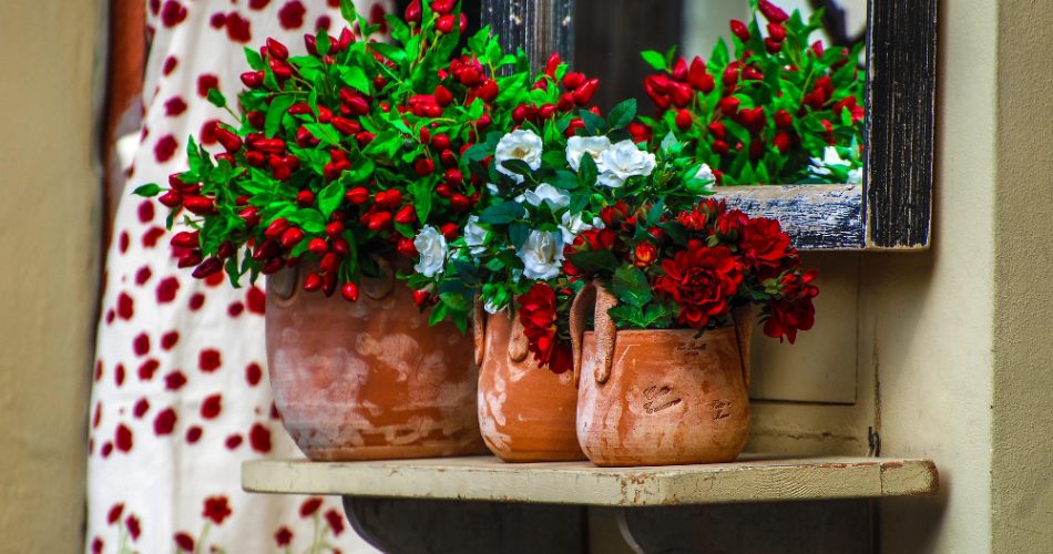 imagen de macetas de barro con flores