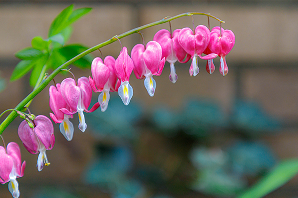 Qué bulbos de primavera siembro esta temporada? – El Blog de Rocalba