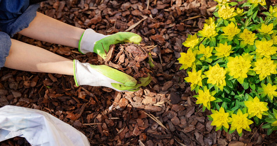 protege-plantas-mulching-invierno