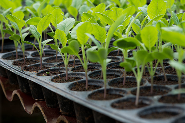 Beneficios de los semilleros: ¿por qué usarlos en vez de sembrar  directamente?