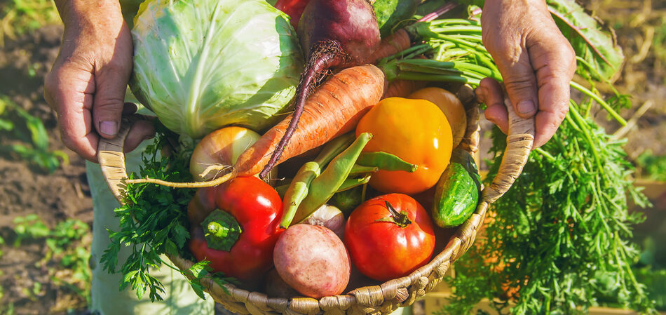 Verduras en jardín