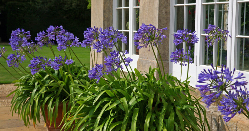 Agapanthus umbellatus azul