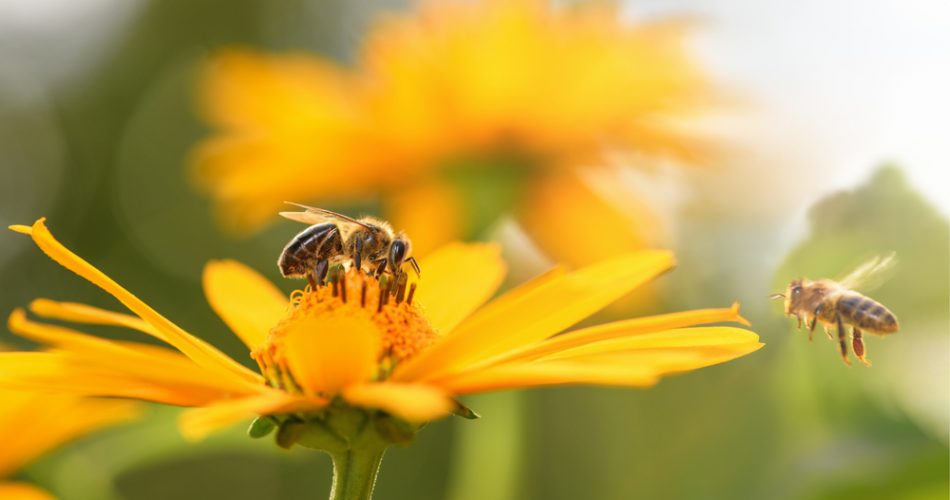 Abejas polinizadoras