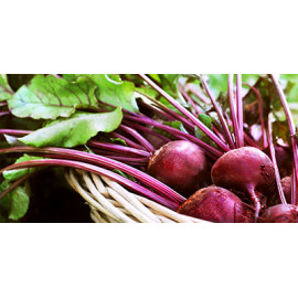 Fodder turnips and beets