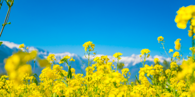 Crucíferas y remolachas