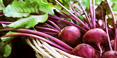 Fodder turnips and beets