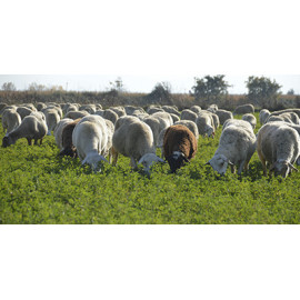 Especies para cubiertas vegetales y revegetación