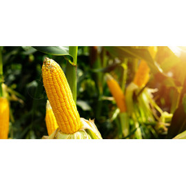 Corn grain