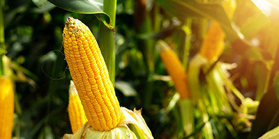 Corn grain