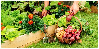 Horticultura e jardinagem