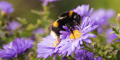 Friendly Flowers