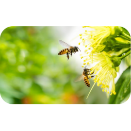Cuidados del huerto y jardín ECOLÓGICOS