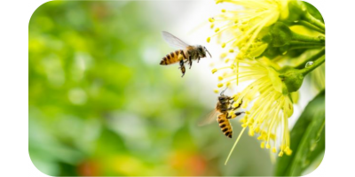 Cuidados del huerto y jardín ECOLÓGICOS